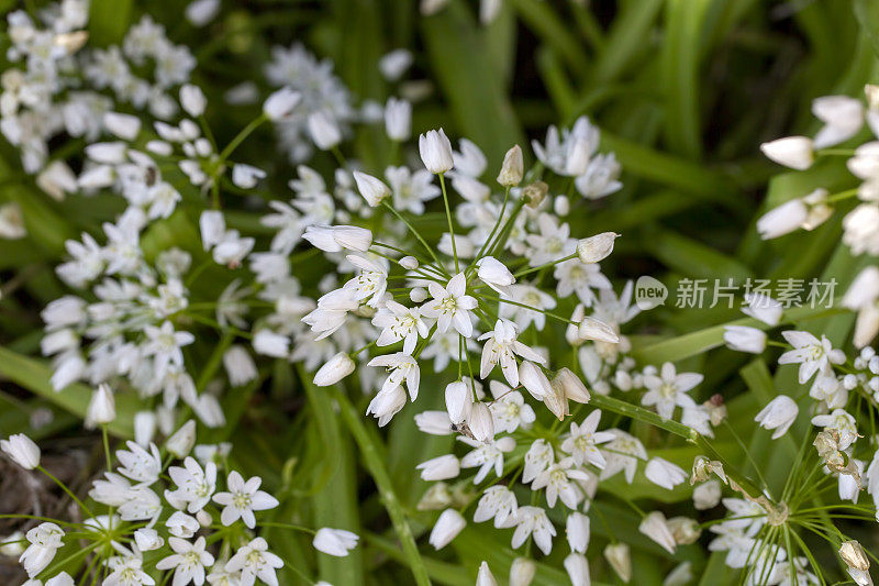 Allium neapolitanum是一种多年生球茎草本植物，属于Amaryllis科洋葱亚科。常见的名字包括那不勒斯蒜、那不勒斯蒜、水仙蒜、